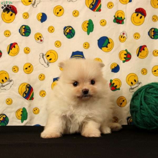 Delilah, Pomeranian Puppy